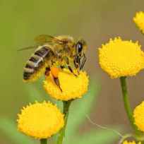 Honey Bee 2